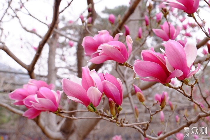 2019年在北京赏花，看这一篇文章就够了_新浪众测