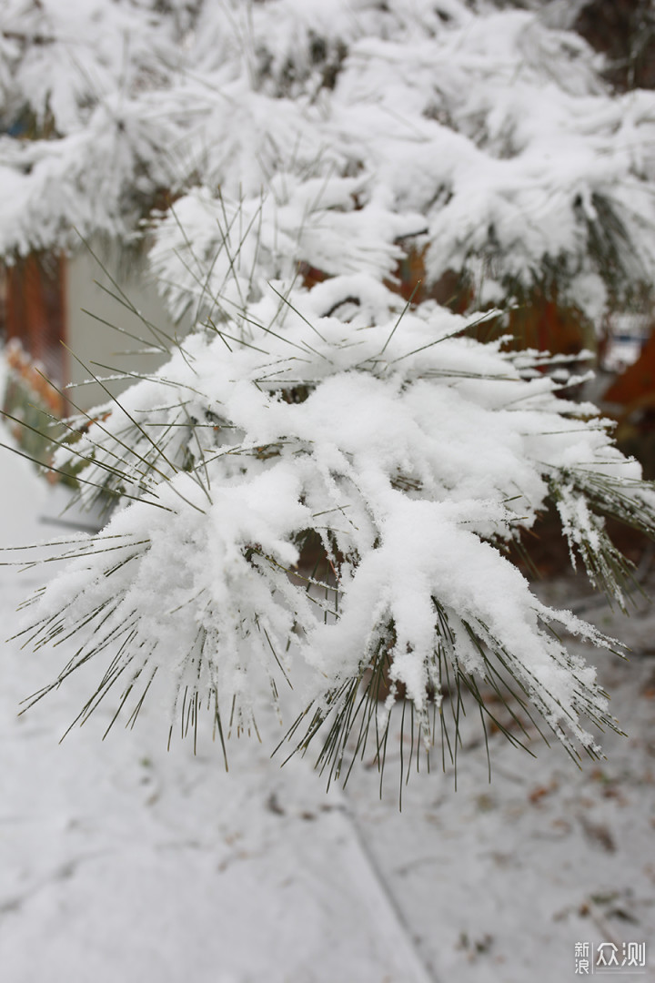 2020瑞雪兆丰年北京第二场雪里的狗狗奇遇