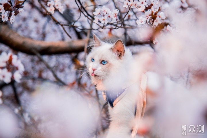 带猫外拍樱花的照片,真是美到哭,来感受下.