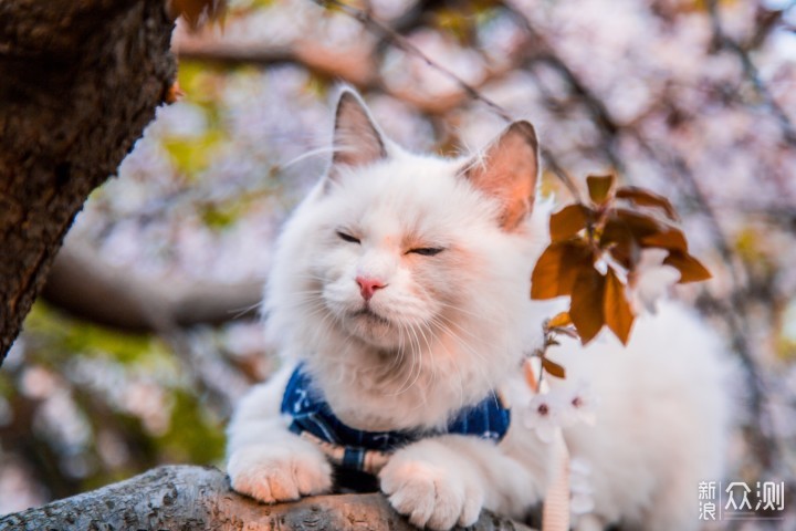 带猫外拍樱花的照片,真是美到哭,来感受下.