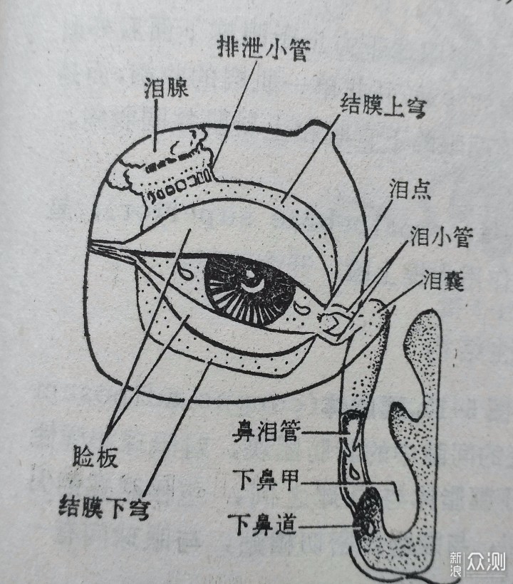 我们睁睛时,泪液中的水就不断地蒸发,当泪腺和睑板腺功能正常时,泪腺