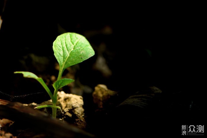 看似不起眼的“小草”，6个诀窍拍出唯美大片_新浪众测