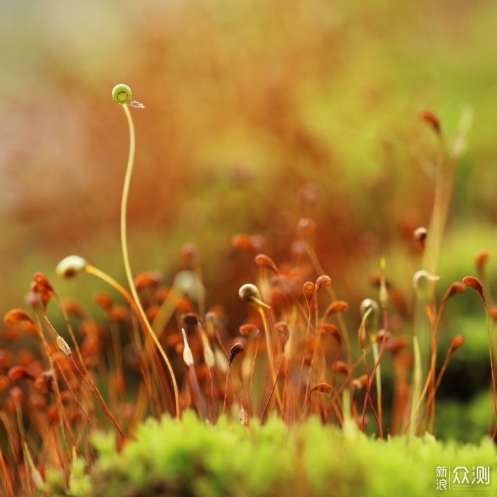 看似不起眼的“小草”，6个诀窍拍出唯美大片_新浪众测