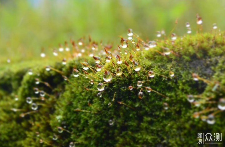 看似不起眼的“小草”，6个诀窍拍出唯美大片_新浪众测