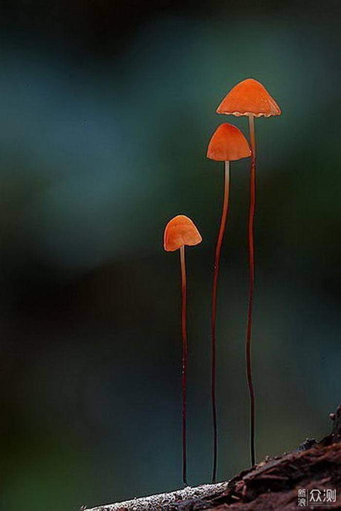 多雨季，不起眼却上镜的“小蘑菇”，怎么拍？_新浪众测