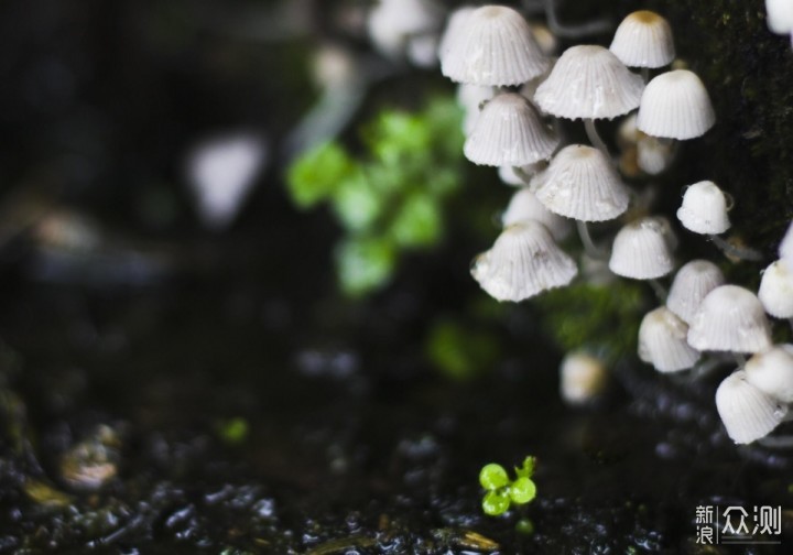 多雨季，不起眼却上镜的“小蘑菇”，怎么拍？_新浪众测