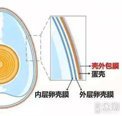 水煮蛋护皮剥不净？煮蛋时这么做，壳一拨就掉_新浪众测