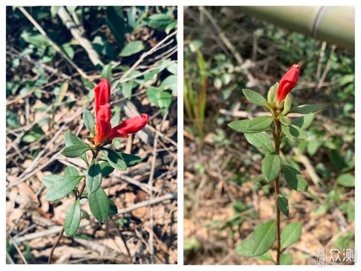 梅岭印象2：登顶洗药湖，踏春赏山色_新浪众测