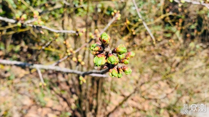 梅岭印象2：登顶洗药湖，踏春赏山色_新浪众测