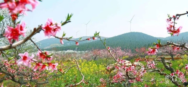 春晖四季，先识花在出门_新浪众测