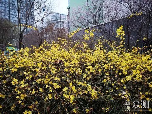 春晖四季，先识花在出门_新浪众测