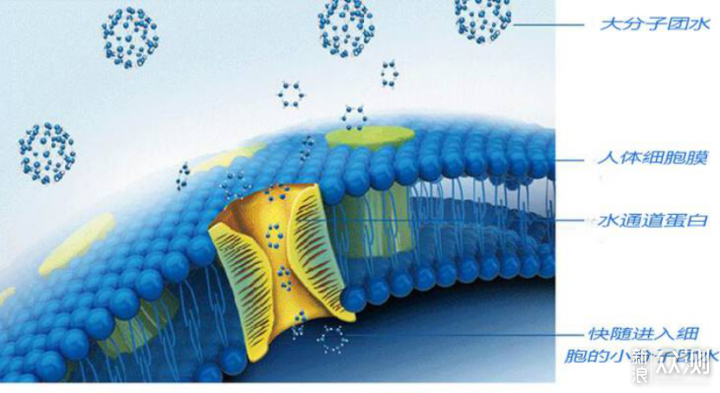 细胞膜上的蛋白质,对于水分子有高度的选择性,会在细胞膜上组成孔道