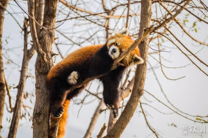 动物园里有什么？小珠山上瞧一瞧_新浪众测