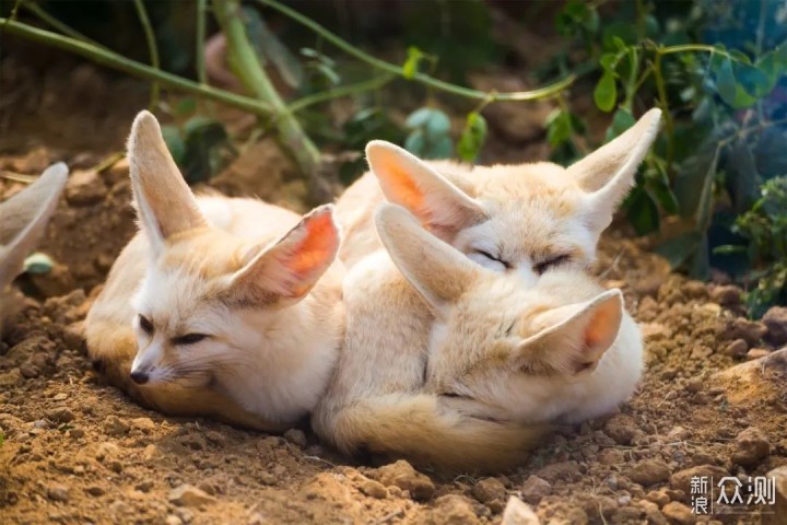 動物園裡有什麼?小珠山上瞧一瞧