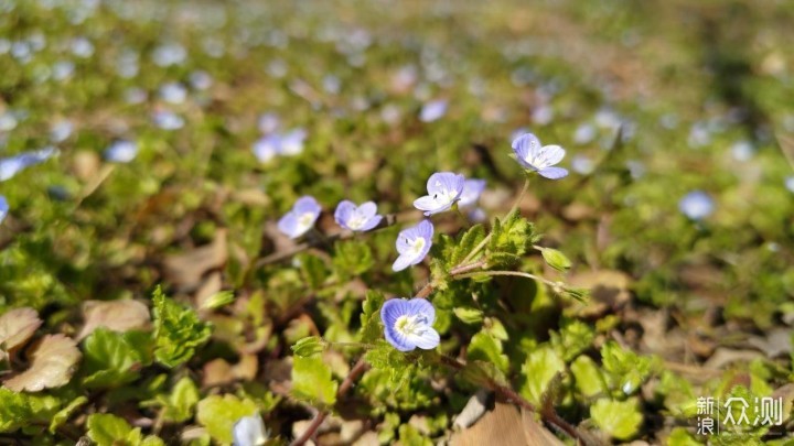 诺诗兰跑鞋体验：山花烂漫，这就去野_新浪众测