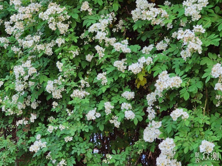 一眼One年，机皇Plus--OnePlus 8 Pro评测_新浪众测