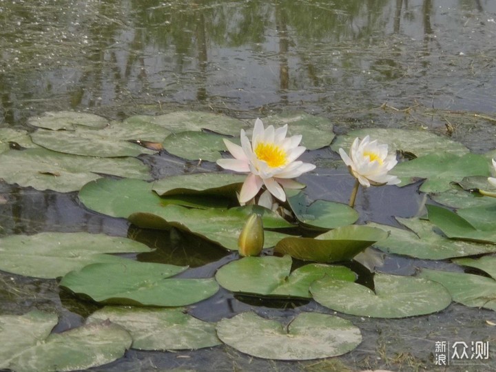 一眼One年，机皇Plus--OnePlus 8 Pro评测_新浪众测