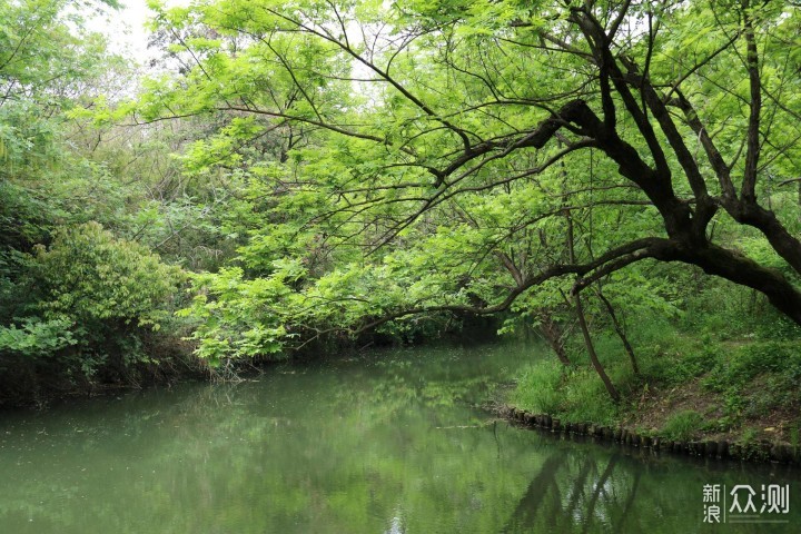 杭州西溪花朝节，让春天“玩出花儿”_新浪众测