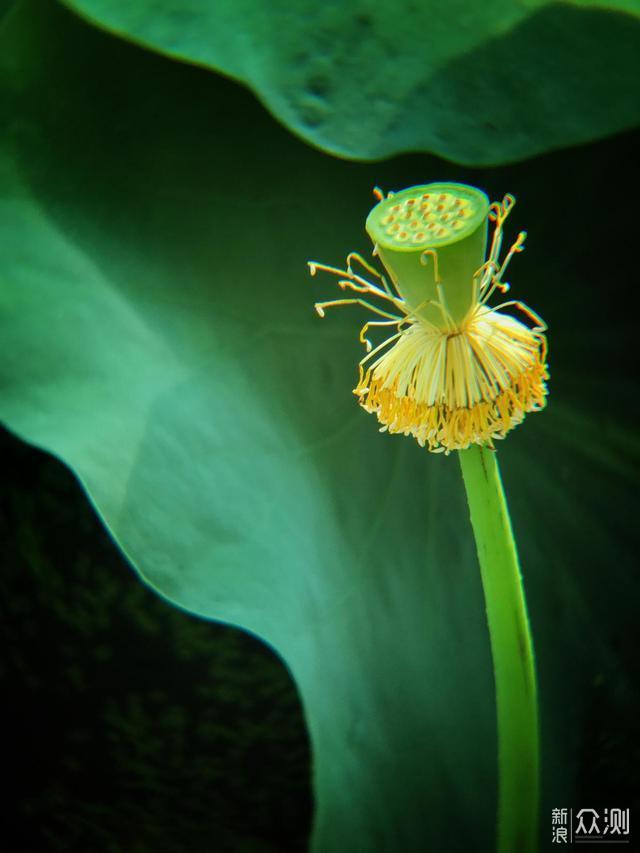 夏荷将至，教你6招手机拍出唯美荷花！_新浪众测