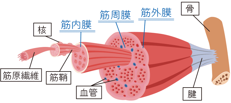 筋膜鞘模式图图片