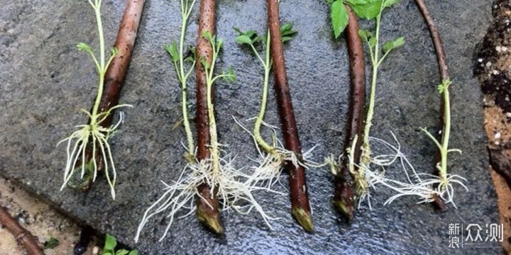 教你室内植物繁殖的几种不同技巧，观叶、观花植物和多肉都能繁殖