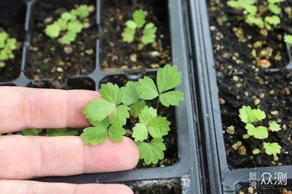 教你室内植物繁殖的几种不同技巧，观叶、观花植物和多肉都能繁殖