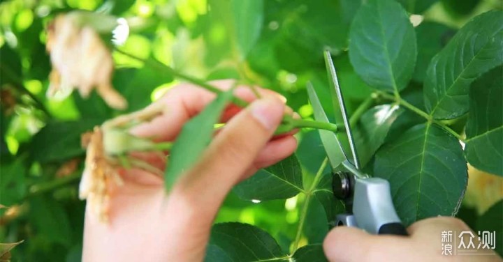 教你室内植物繁殖的几种不同技巧，观叶、观花植物和多肉都能繁殖