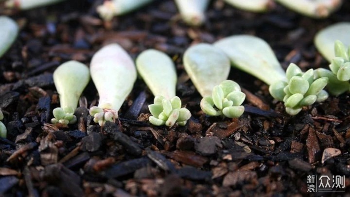 教你室内植物繁殖的几种不同技巧，观叶、观花植物和多肉都能繁殖