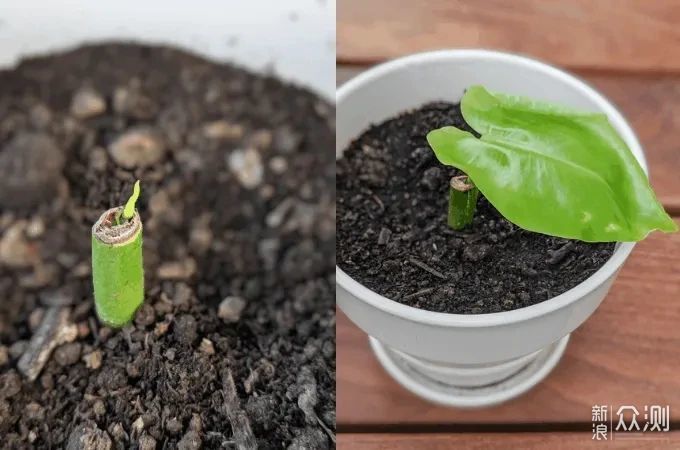 教你室内植物繁殖的几种不同技巧，观叶、观花植物和多肉都能繁殖