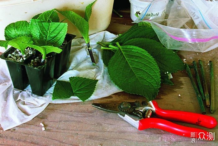 教你室内植物繁殖的几种不同技巧，观叶、观花植物和多肉都能繁殖