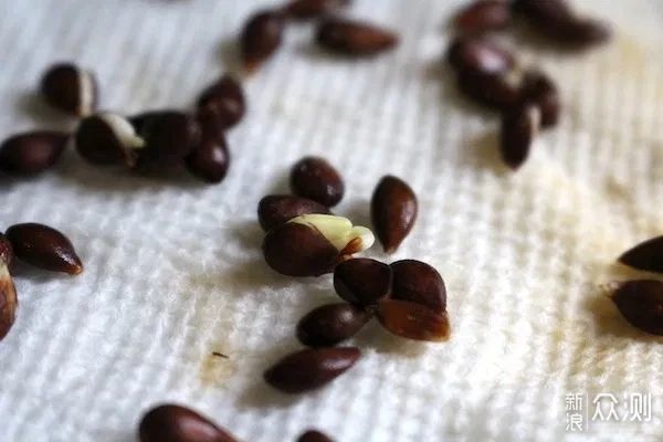 教你室内植物繁殖的几种不同技巧，观叶、观花植物和多肉都能繁殖