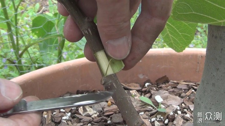 教你室内植物繁殖的几种不同技巧，观叶、观花植物和多肉都能繁殖