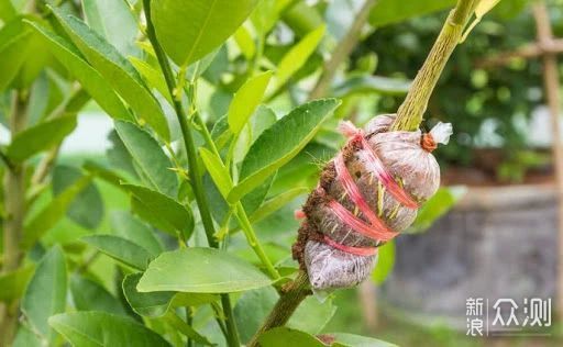 教你室内植物繁殖的几种不同技巧，观叶、观花植物和多肉都能繁殖