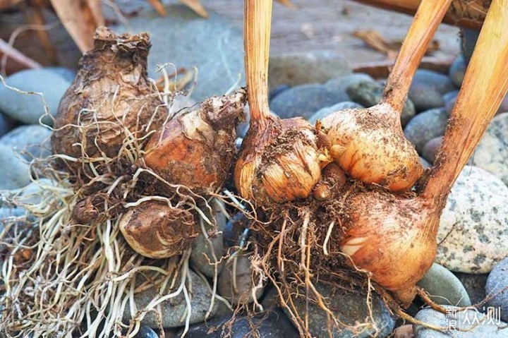 教你室内植物繁殖的几种不同技巧，观叶、观花植物和多肉都能繁殖