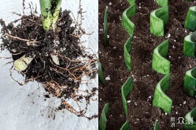 教你室内植物繁殖的几种不同技巧，观叶、观花植物和多肉都能繁殖