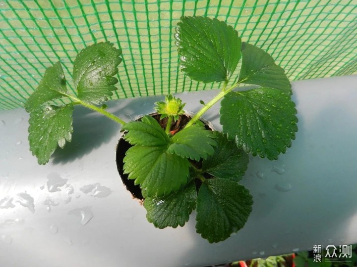 教你室内植物繁殖的几种不同技巧，观叶、观花植物和多肉都能繁殖