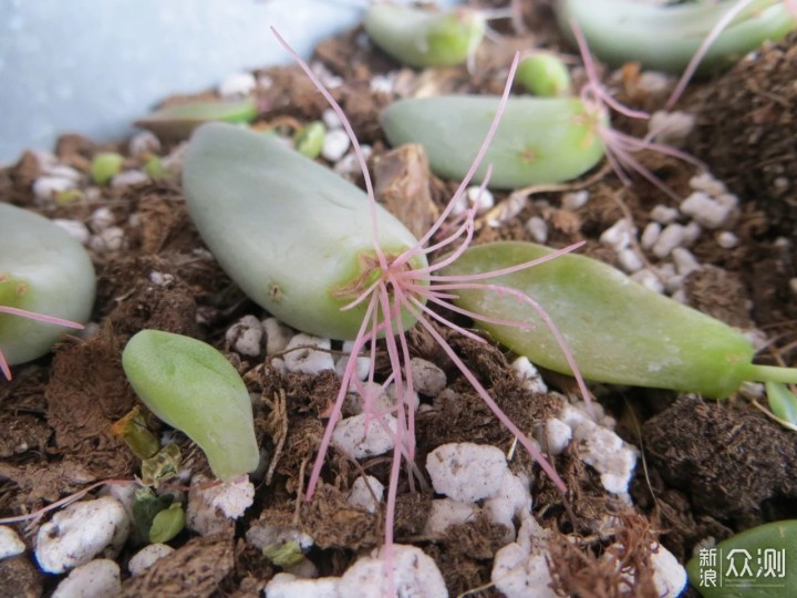 教你室内植物繁殖的几种不同技巧，观叶、观花植物和多肉都能繁殖