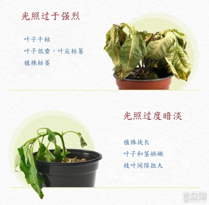 养花光照越多越好吗？别冲动，教你植物晒太阳正确姿势