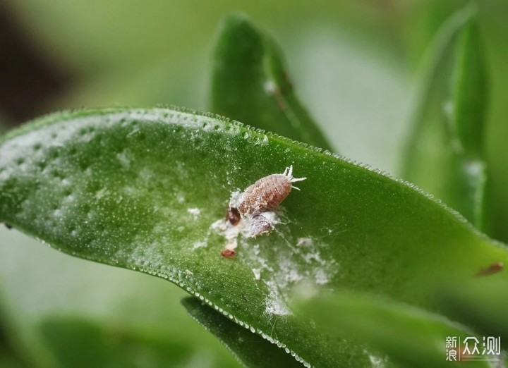 盆栽植物有可能会感染的几种常见虫害 原创 新浪众测