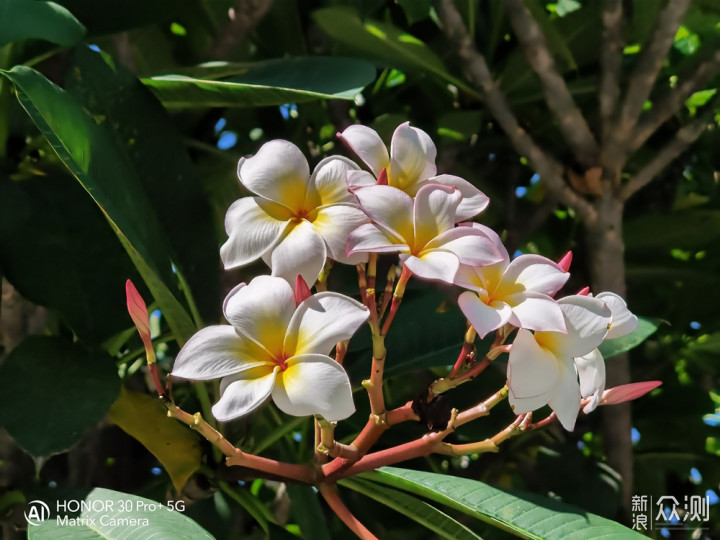 麒麟990 5G芯片，荣耀30 PRO+上手体验！_新浪众测