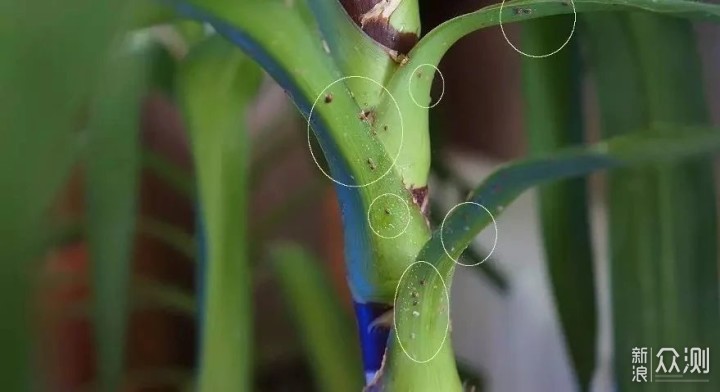 几种天然防治害虫的方法，对有毒农药说不，学会有机养护室内植物