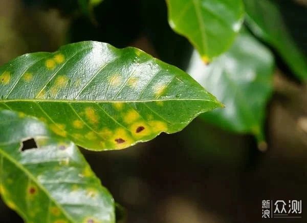 ​室内植物叶子发黄掉落，盆栽叶黄常见原因和解决的方法总结