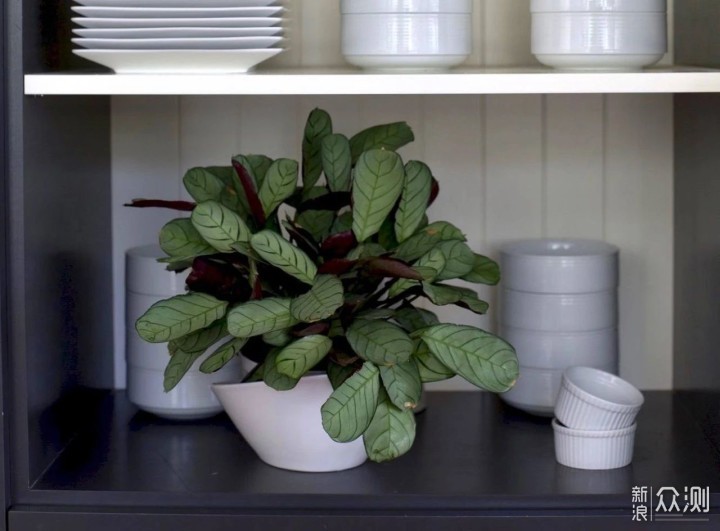 这13种盆栽植物可照亮家里低光照的环境