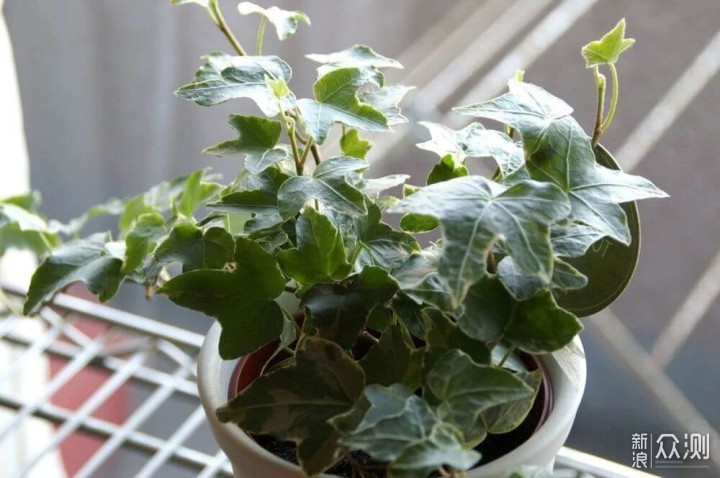 这13种盆栽植物可照亮家里低光照的环境