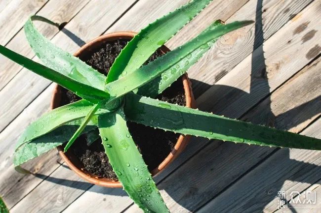 夏天在家里布置这15种耐旱植物，能适应暴晒和高温，不用常打理
