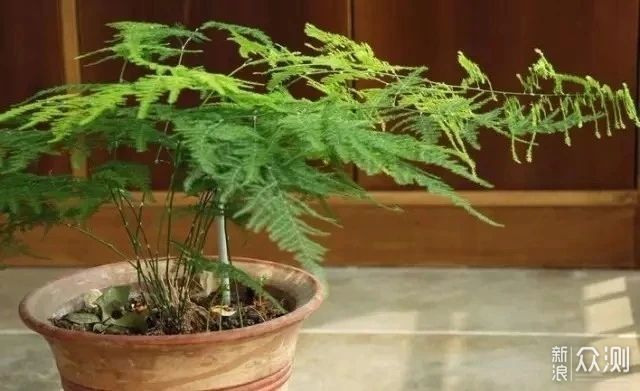 盆栽文竹的叶子发黄的几个原因分析，要用什么方法来修复呢？