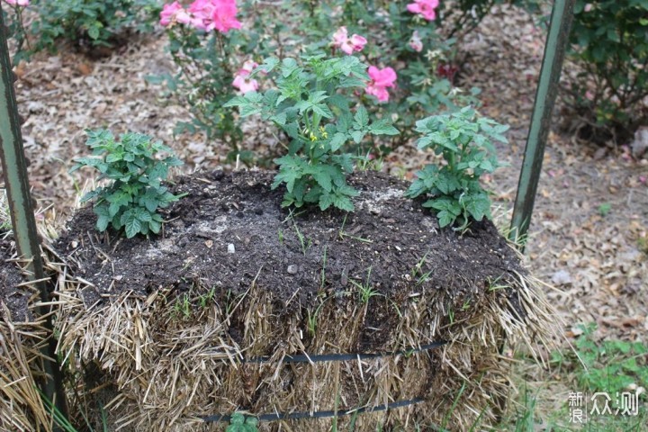 用稻草秆、秸秆制作花床，种蔬菜、养开花植物，好看又实用的创意