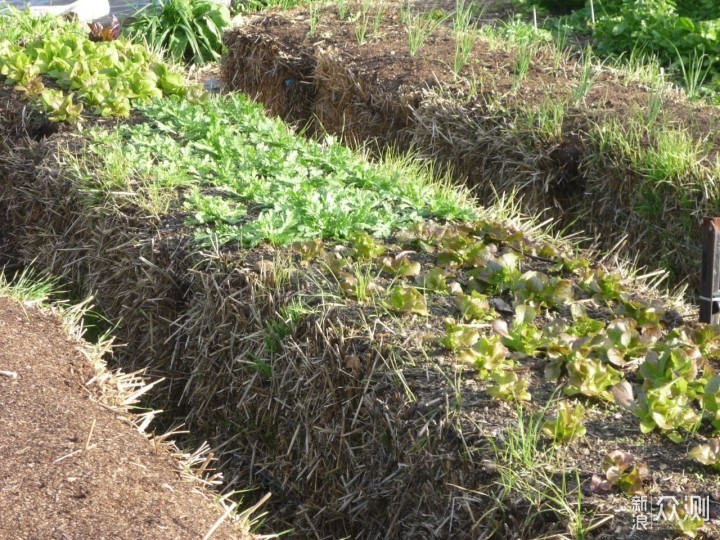 用稻草秆、秸秆制作花床，种蔬菜、养开花植物，好看又实用的创意