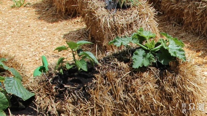 用稻草秆、秸秆制作花床，种蔬菜、养开花植物，好看又实用的创意