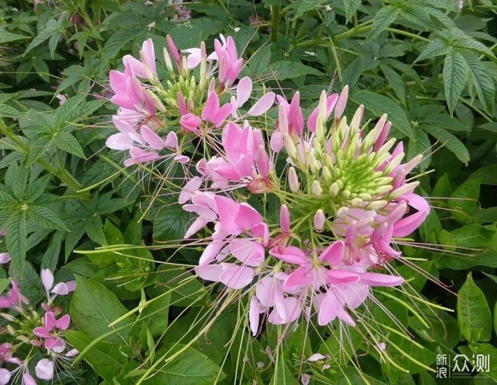 花朵像蝴蝶雄蕊像蜘蛛腳的醉蝶花